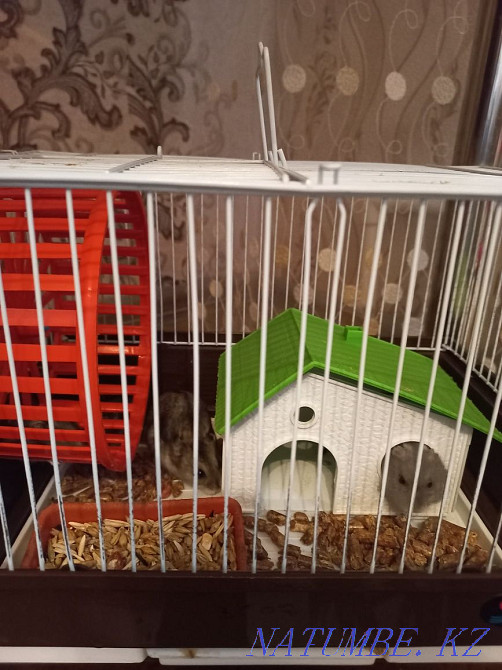 Срочно продам хомячков Сатпаев - изображение 2