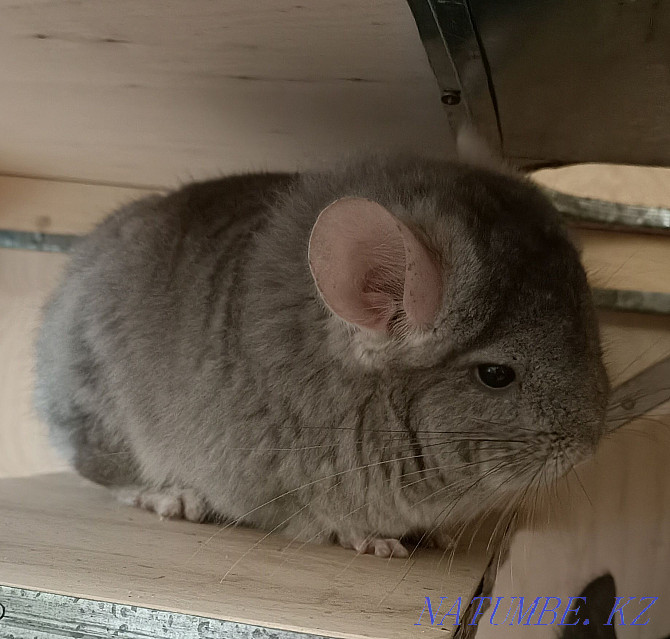 I will sell chinchillas - royal angora Ust-Kamenogorsk - photo 1