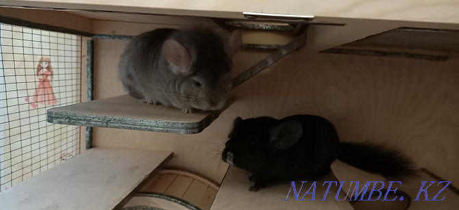 I will sell chinchillas - royal angora Ust-Kamenogorsk - photo 3