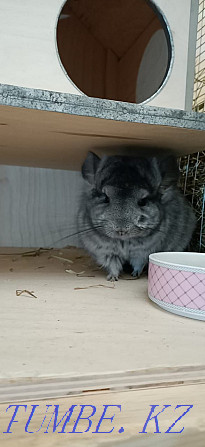 I will sell chinchillas - royal angora Ust-Kamenogorsk - photo 2