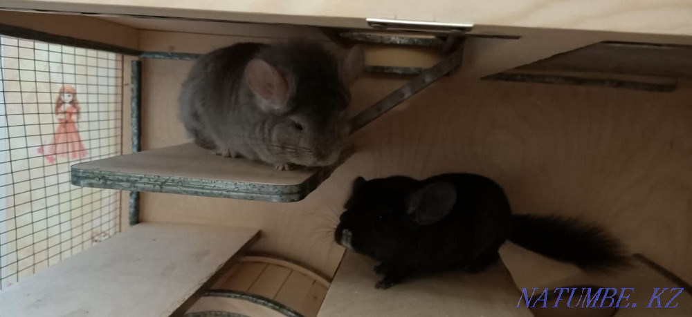 Мен шиншиллаларды - корольдік ангораны сатамын  Өскемен - изображение 3