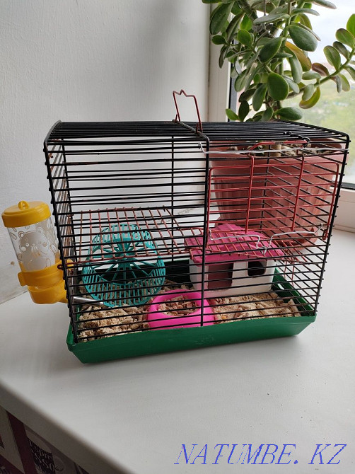 Продам хомяк всё сборке как на фото вместе клеткой собсеми Кароче Костанай - изображение 1