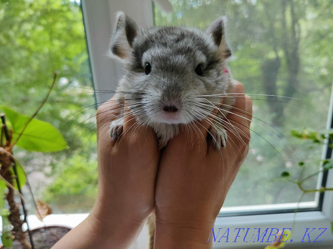 Charming chinchillas  - photo 5