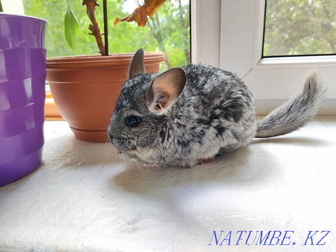 Charming chinchillas  - photo 7