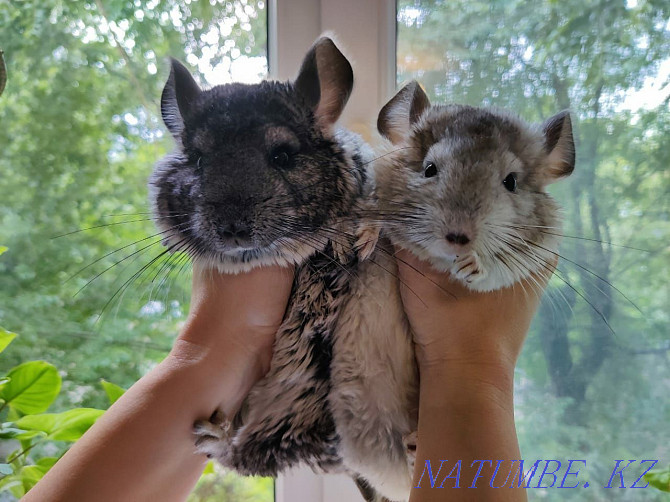 Charming chinchillas  - photo 6