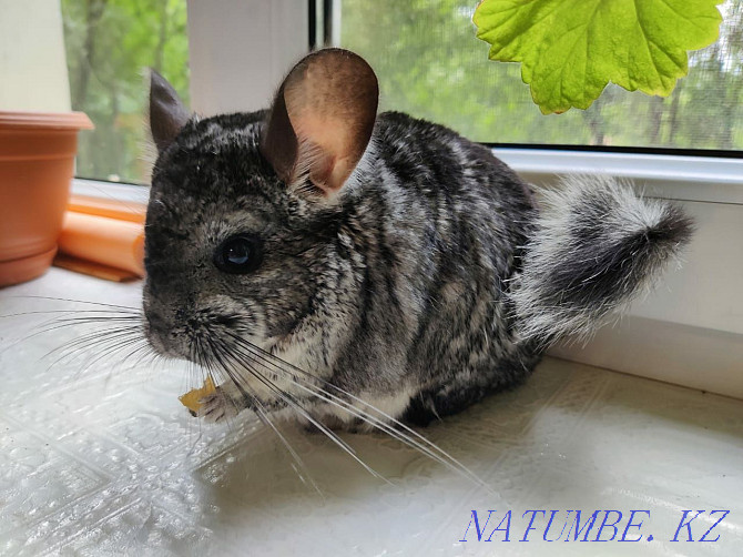 Charming chinchillas  - photo 1