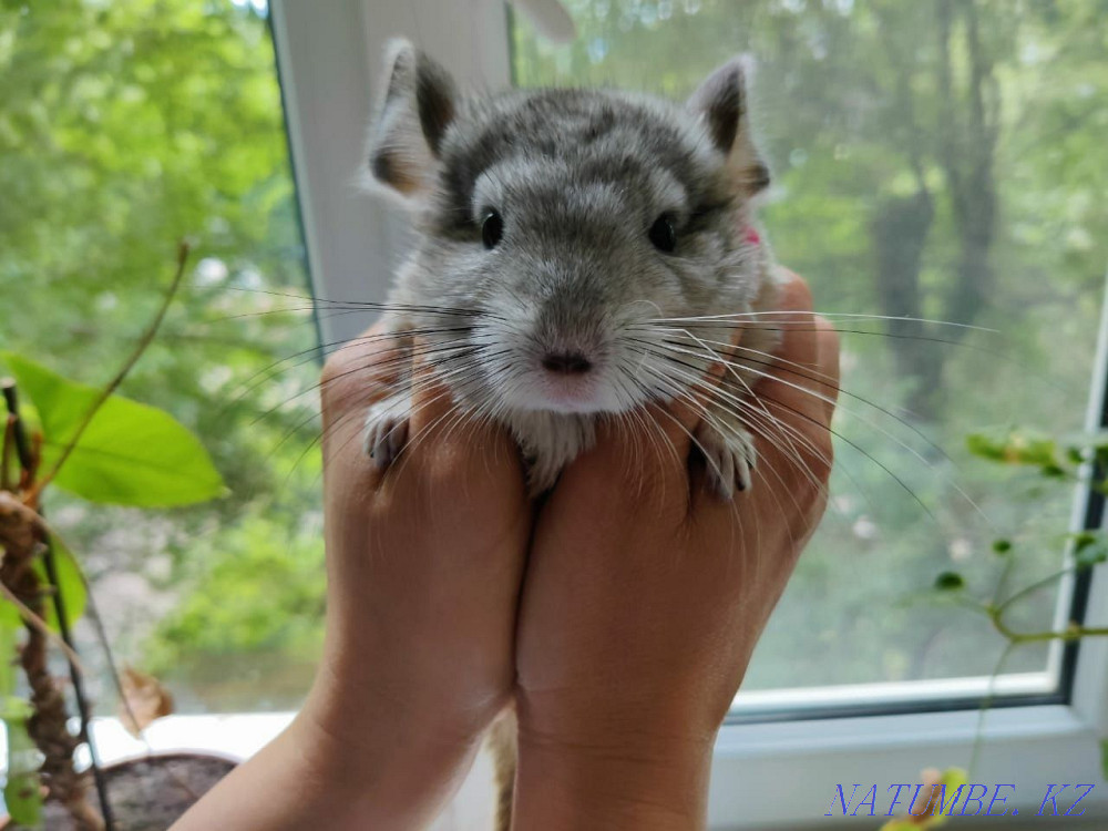 Очаровательные шиншиллы  - изображение 5