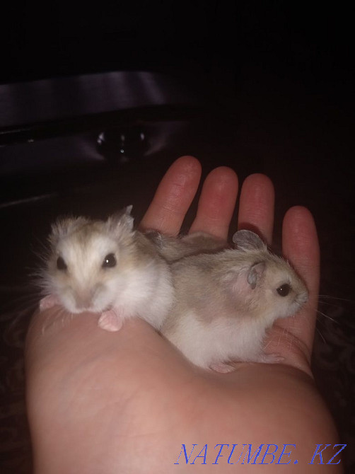 Продаю хомяков 500 тг Темиртау - изображение 2