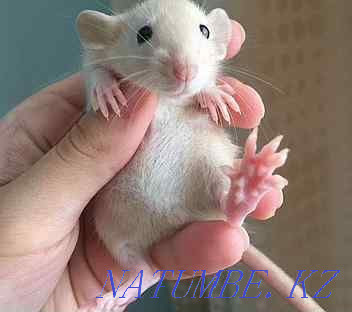 Продам декоративных крысок Сарань - изображение 1
