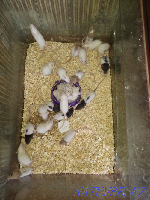 Продам декоративных крысок Сарань - изображение 3