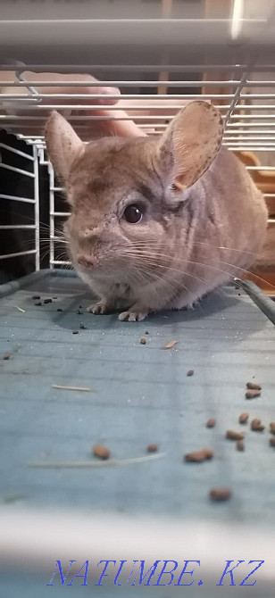 Chinchilla for sale, boy - 18000 tenge. House 10000 tenge. Муткенова - photo 4