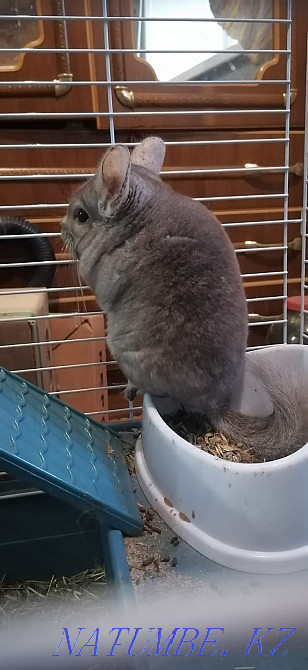 Chinchilla for sale, boy - 18000 tenge. House 10000 tenge. Муткенова - photo 7