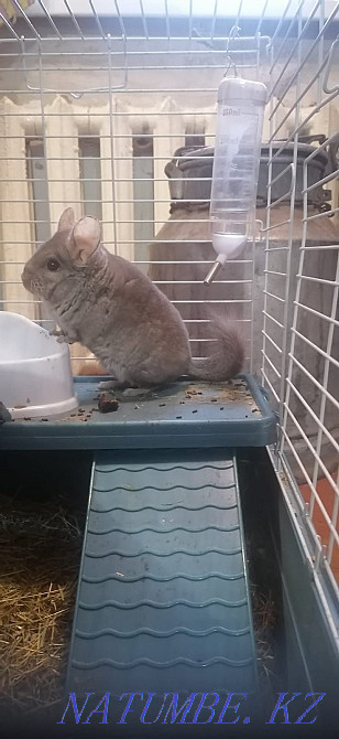 Chinchilla for sale, boy - 18000 tenge. House 10000 tenge. Муткенова - photo 5