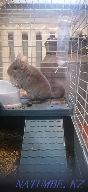 Chinchilla for sale, boy - 18000 tenge. House 10000 tenge. Муткенова - photo 2