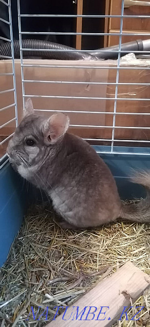 Chinchilla for sale, boy - 18000 tenge. House 10000 tenge. Муткенова - photo 3