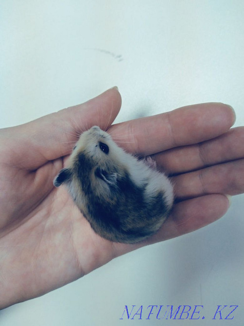 Hamsters Djungarian kids Astana - photo 6