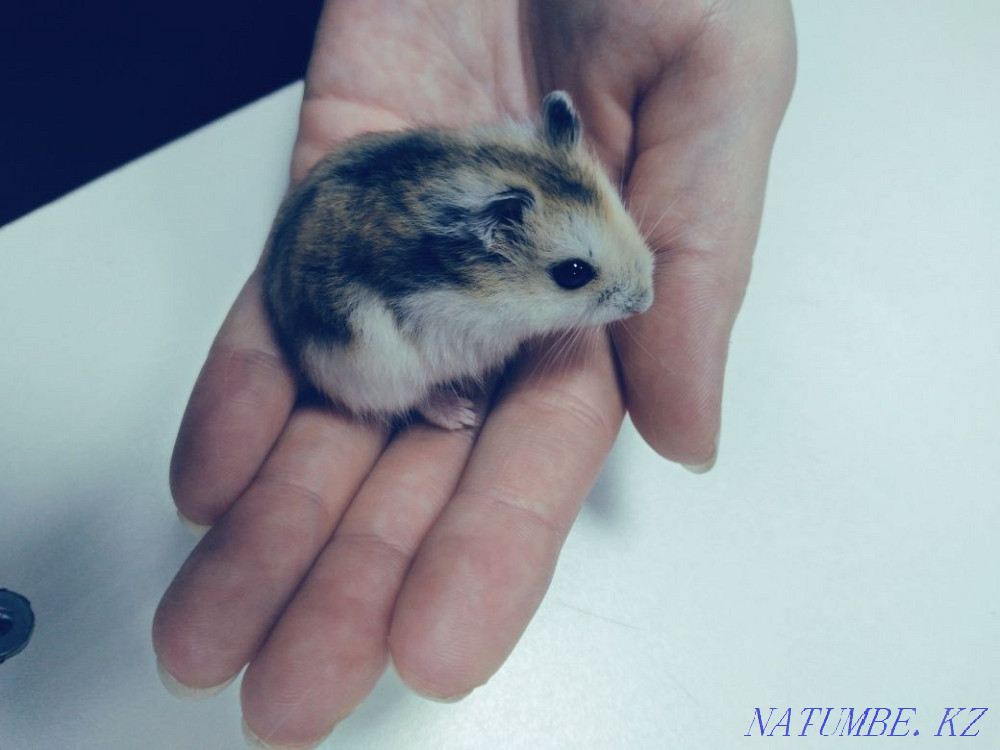 Hamsters Djungarian kids Astana - photo 3