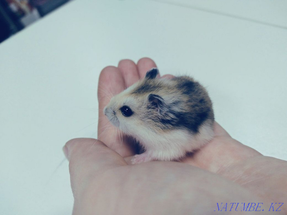 Hamsters Djungarian kids Astana - photo 5