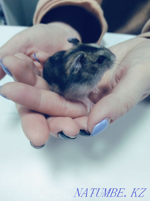Hamsters Djungarian kids Astana - photo 7