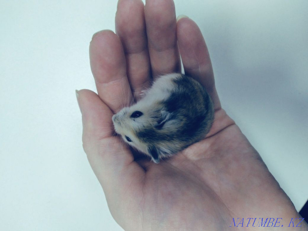 Hamsters Djungarian kids Astana - photo 2