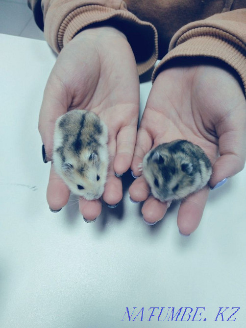 Hamsters Djungarian kids Astana - photo 1