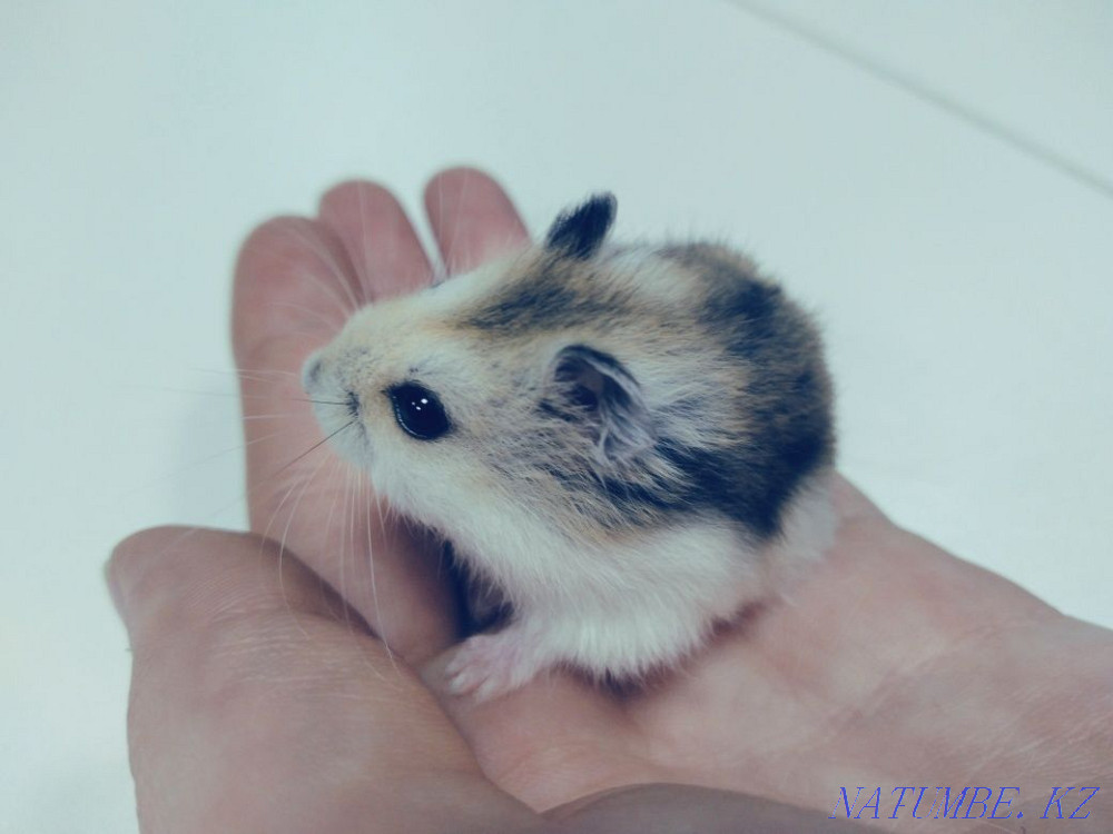 Hamsters Djungarian kids Astana - photo 4