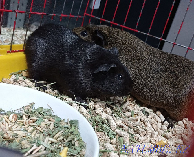 Guinea pigs, rodents. Astana - photo 3