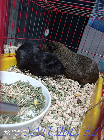 Guinea pigs, rodents. Astana - photo 2