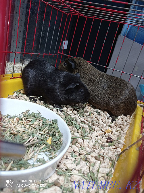 Guinea pigs, rodents. Astana - photo 2