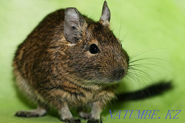 Degu squirrels, steppe squirrels, domestic Astana - photo 1