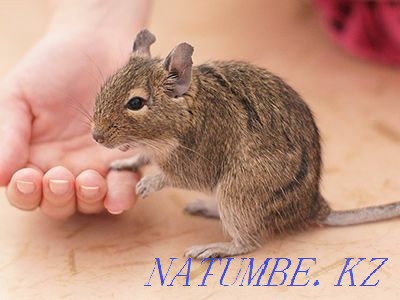 Degu squirrels, steppe squirrels, domestic Astana - photo 2