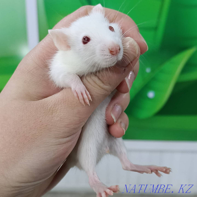 baby dumbo rats Ust-Kamenogorsk - photo 2