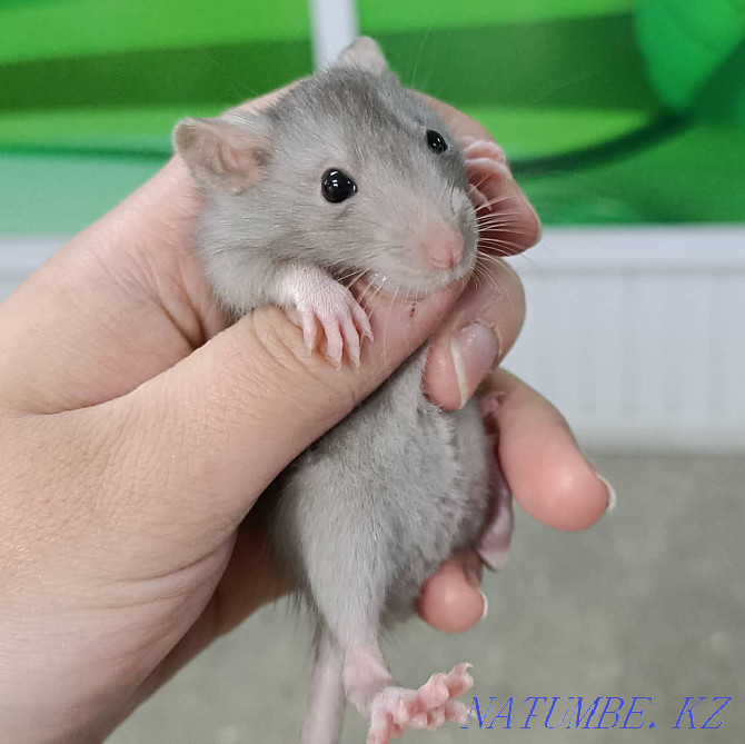 baby dumbo rats Ust-Kamenogorsk - photo 1