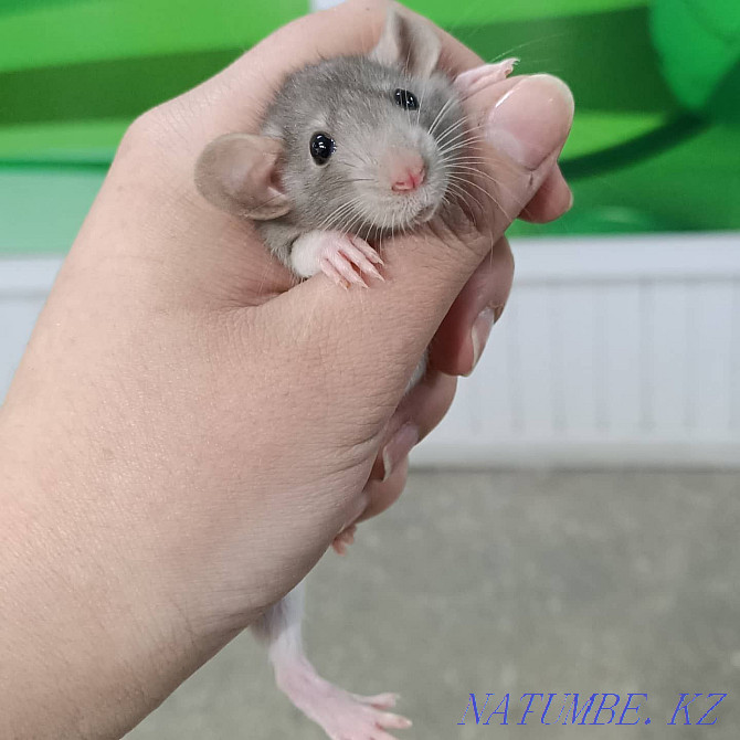 baby dumbo rats Ust-Kamenogorsk - photo 3