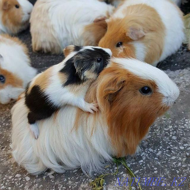 Guinea pigs are domestic Ust-Kamenogorsk - photo 2