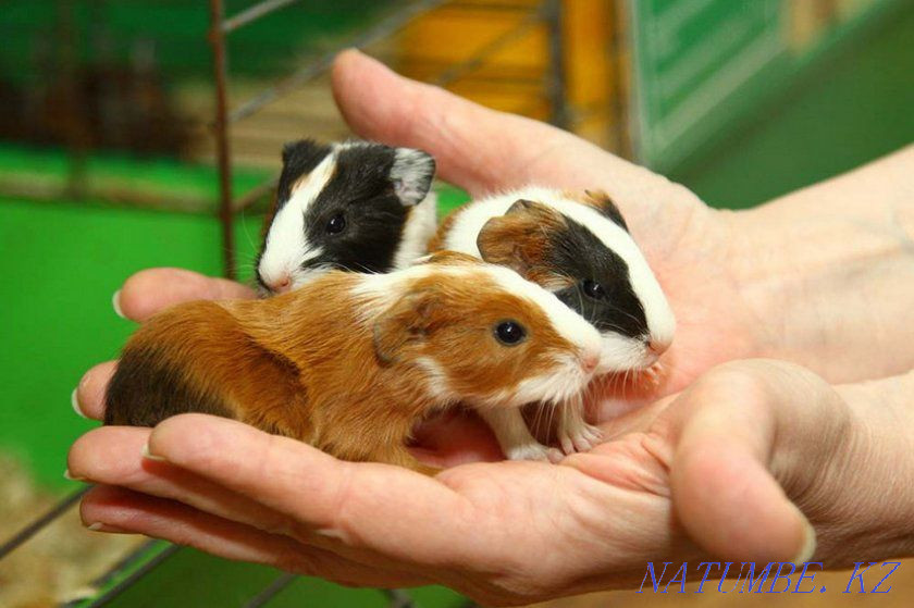 Guinea pigs are domestic Ust-Kamenogorsk - photo 1