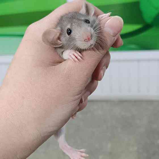 Крысы дамбо малыши Ust-Kamenogorsk