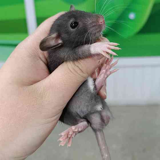 Крысы дамбо малыши Ust-Kamenogorsk