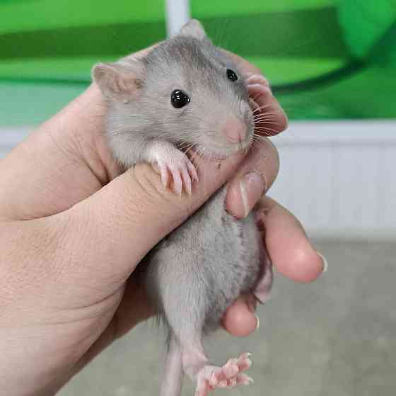 Крысы дамбо малыши Усть-Каменогорск