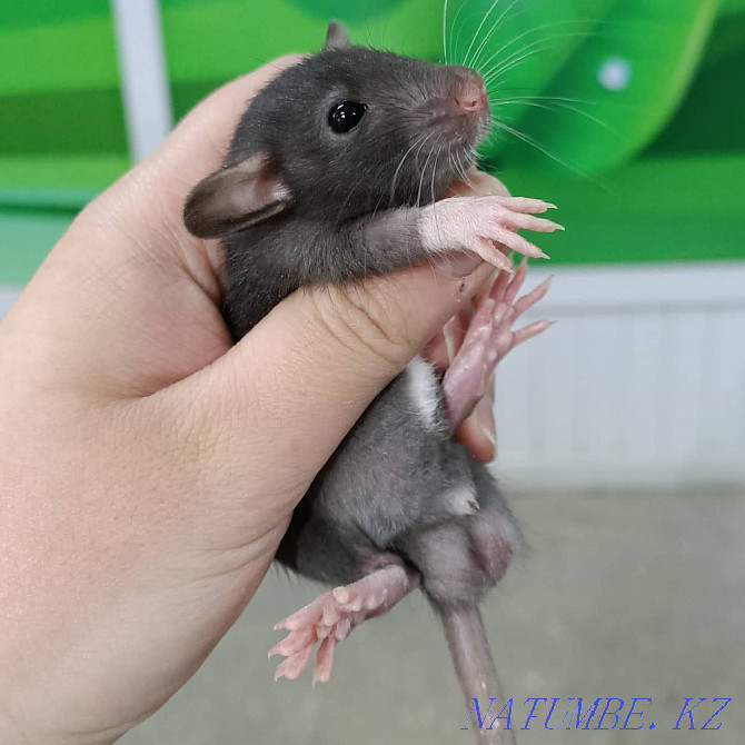 Dumbo rats baby Ust-Kamenogorsk - photo 2