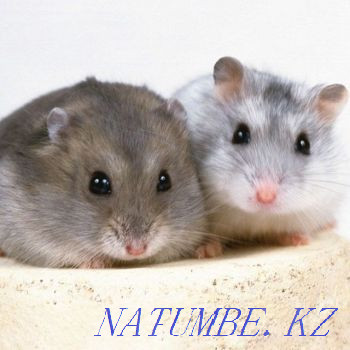 Hamsters of different types Ust-Kamenogorsk - photo 5