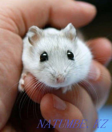 Hamsters of different types Ust-Kamenogorsk - photo 4