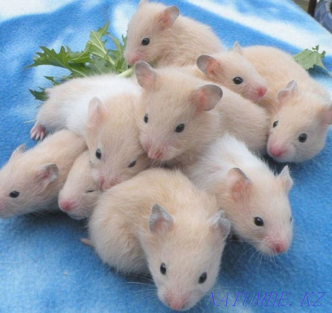 Hamsters of different types Ust-Kamenogorsk - photo 1