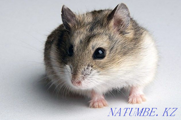 Hamsters of different types Ust-Kamenogorsk - photo 6