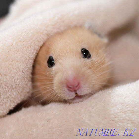 Hamsters of different types Ust-Kamenogorsk - photo 3