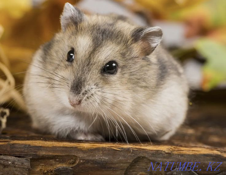 Hamsters of different types Ust-Kamenogorsk - photo 2