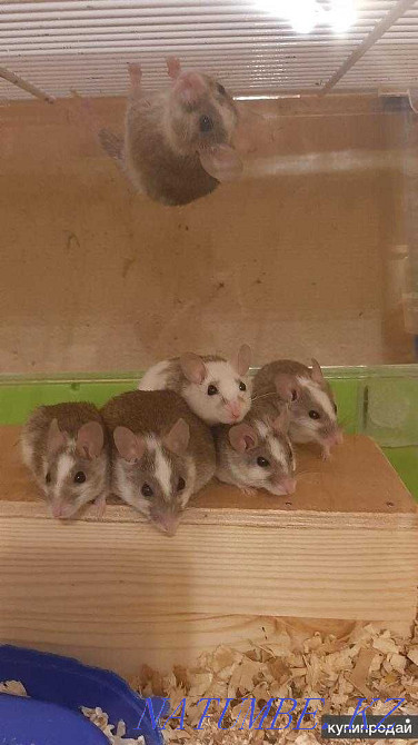 Мастомисы новинка в Казахстане Алматы - изображение 2