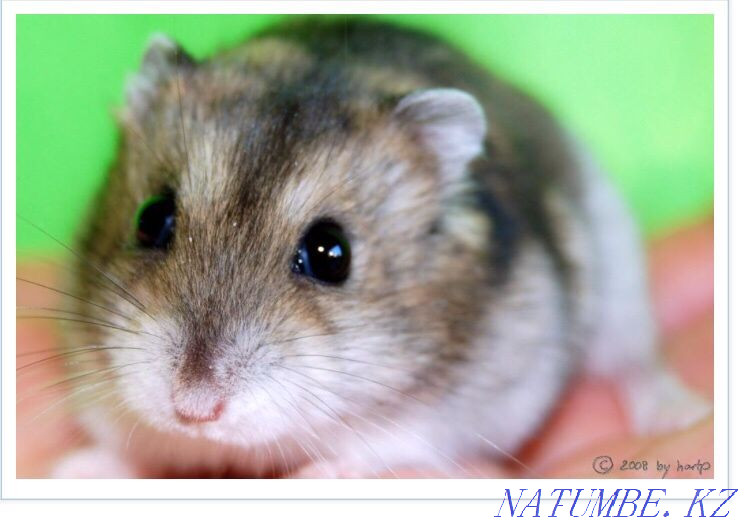 hamsters for sale Ust-Kamenogorsk - photo 1