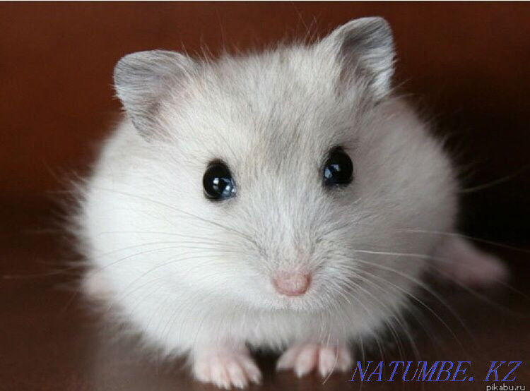hamsters for sale Ust-Kamenogorsk - photo 2