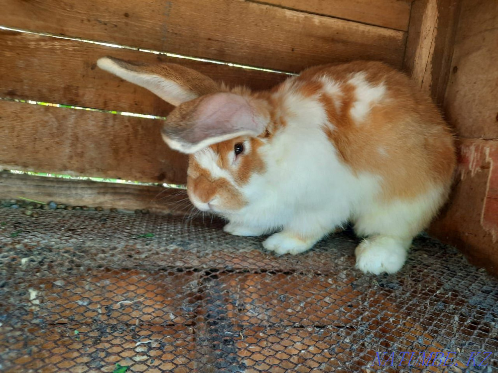 Selling rabbit. Almaty - photo 2